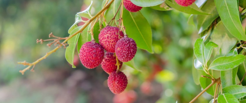 Australian Lychee Growers to Export to US