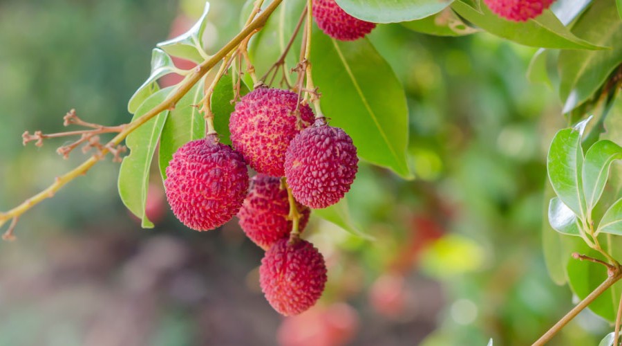 Australian Lychee Growers to Export to US