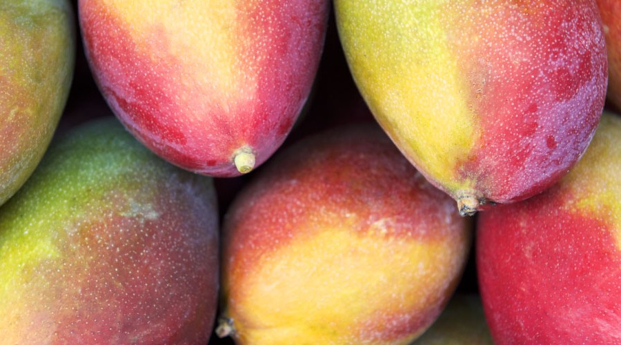 Australian Mango Growers Ready for Major Shipments to US