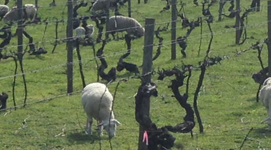 Organic Vine Management Practices