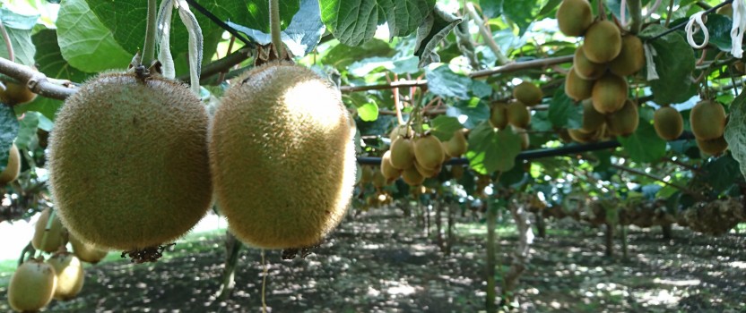 Australian Grown Kiwifruit